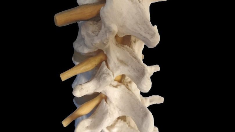 脊柱　腰椎